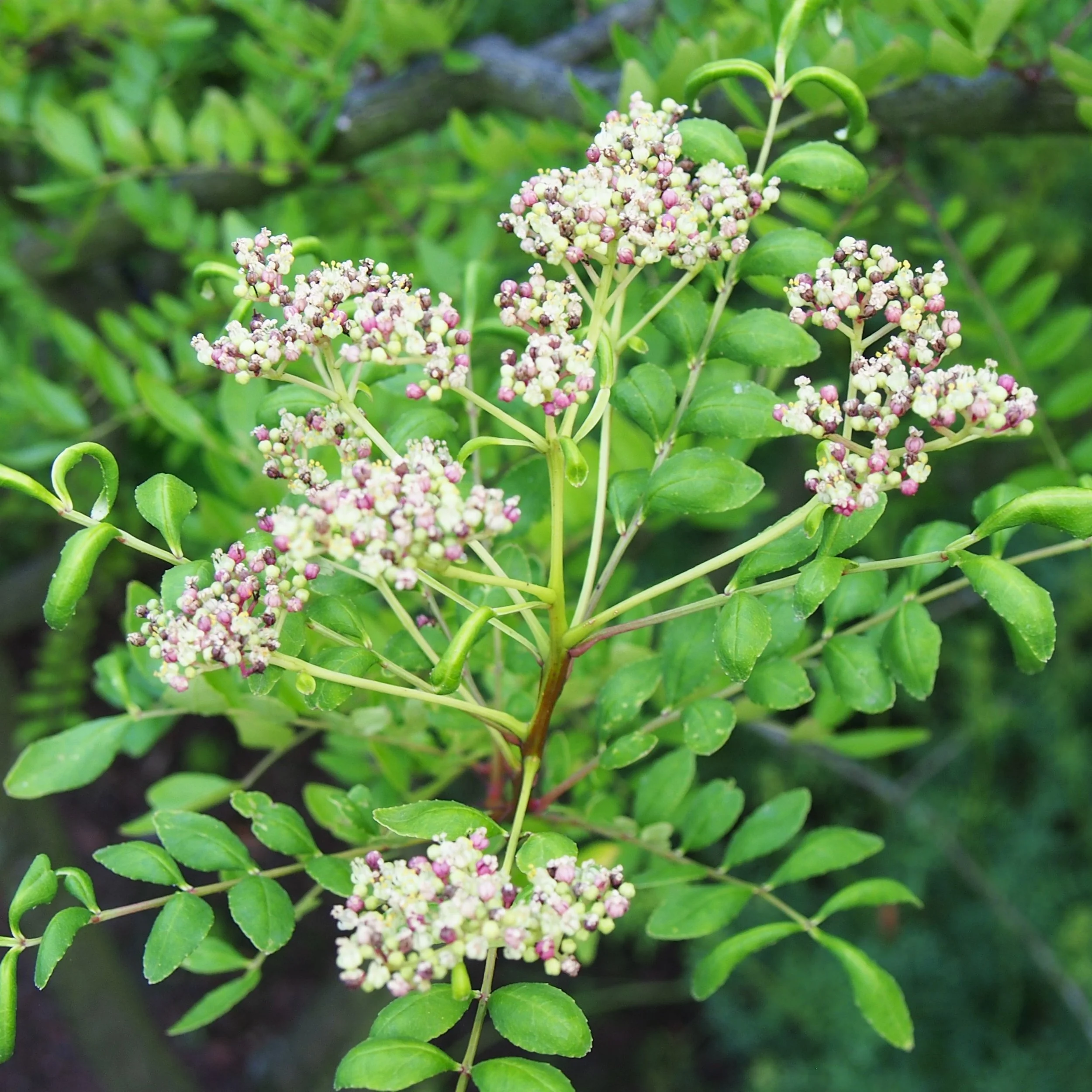 Sansho Pepper — Wanderlust Nursery